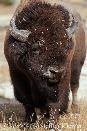 005 Amerikanischer Bison - Buffalo